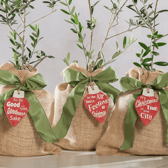 Ornamental Olive Trees in gift wrapping for Christmas. 