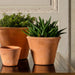 Boxhill's Italian Terracotta Tom Planter planted group photo