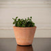 Boxhill's Italian Terracotta Tom Planter 4 inches planted