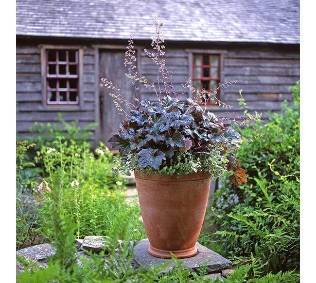 Boxhill's Italian Terracotta Gertrude Planter planted