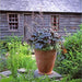 Boxhill's Italian Terracotta Gertrude Planter planted