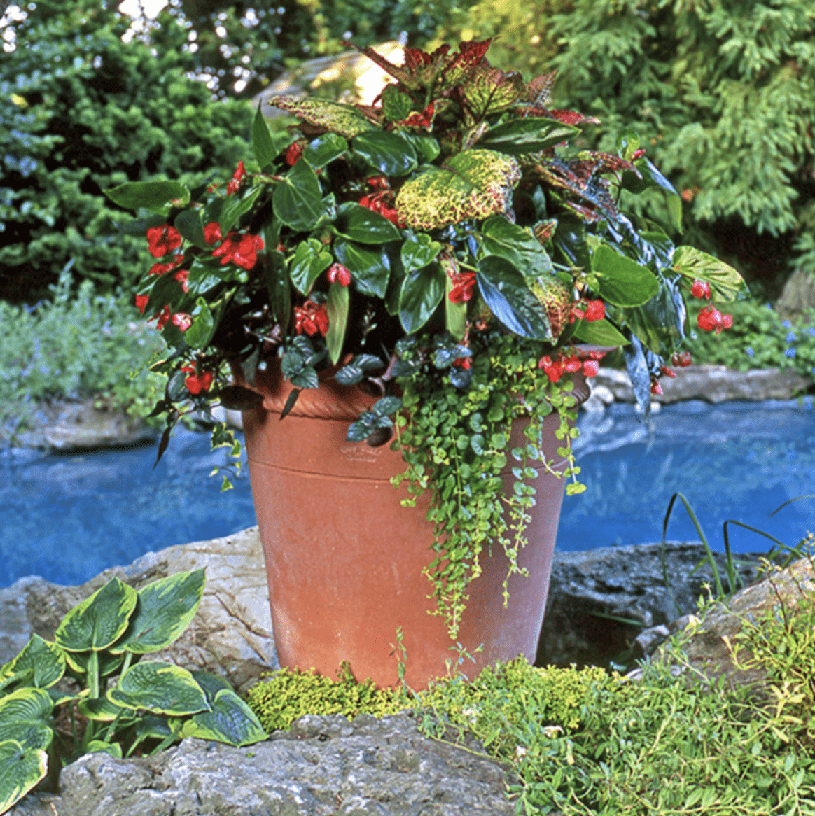 Boxhill's Italian Terracotta Peale Planter Pot lifestyle